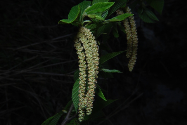 Ostrya carpinifolia / Carpino nero
